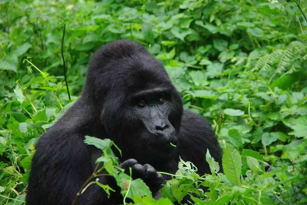 Most Popular Luxury Rwanda gorilla trekking tour packages